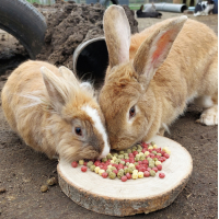 KNAAGDIER KNIKKERS JR FARM