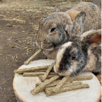 FIBAFIRST VOOR KONIJNEN SCIENCE SELECTIVE NATURALS