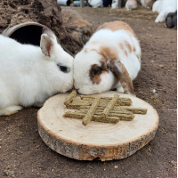 FIBAFIRST VOOR KONIJNEN SCIENCE SELECTIVE NATURALS