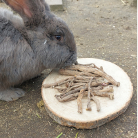 PAARDENBLOEM WORTELS