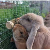 TRIPLE ROLL  JR FARM