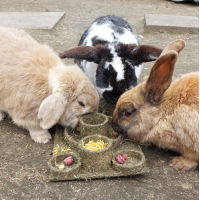 "BACK TO INSTINCT" FUN-PARK JR FARM