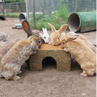 HOOI HUIS WORTEL DAK LARGE JR FARM