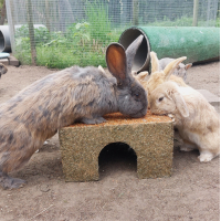 HOOI HUIS WORTEL DAK LARGE JR FARM