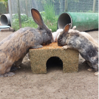 HOOI HUIS WORTEL DAK LARGE JR FARM