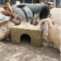 HOOI HUIS WORTEL DAK LARGE JR FARM