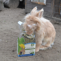 VITAL-BLOK LUCHTWEGEN GRAANLOOS  JR FARM