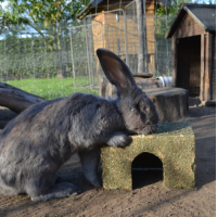 HOOI HUIS MEDIUM JR FARM