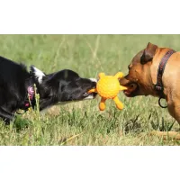 OCTOPUS MINI - KIWI WALKER
