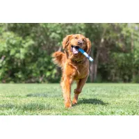 SNIFF FETCH STICK BACON