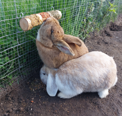 TRIPLE ROLL  JR FARM